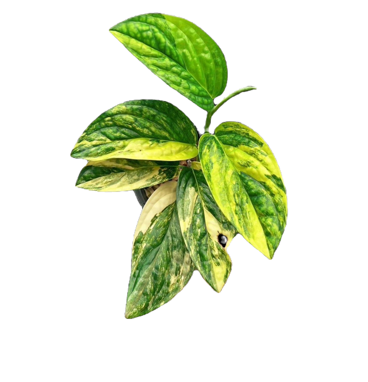 monstera-peru-variegated-thai-tissue